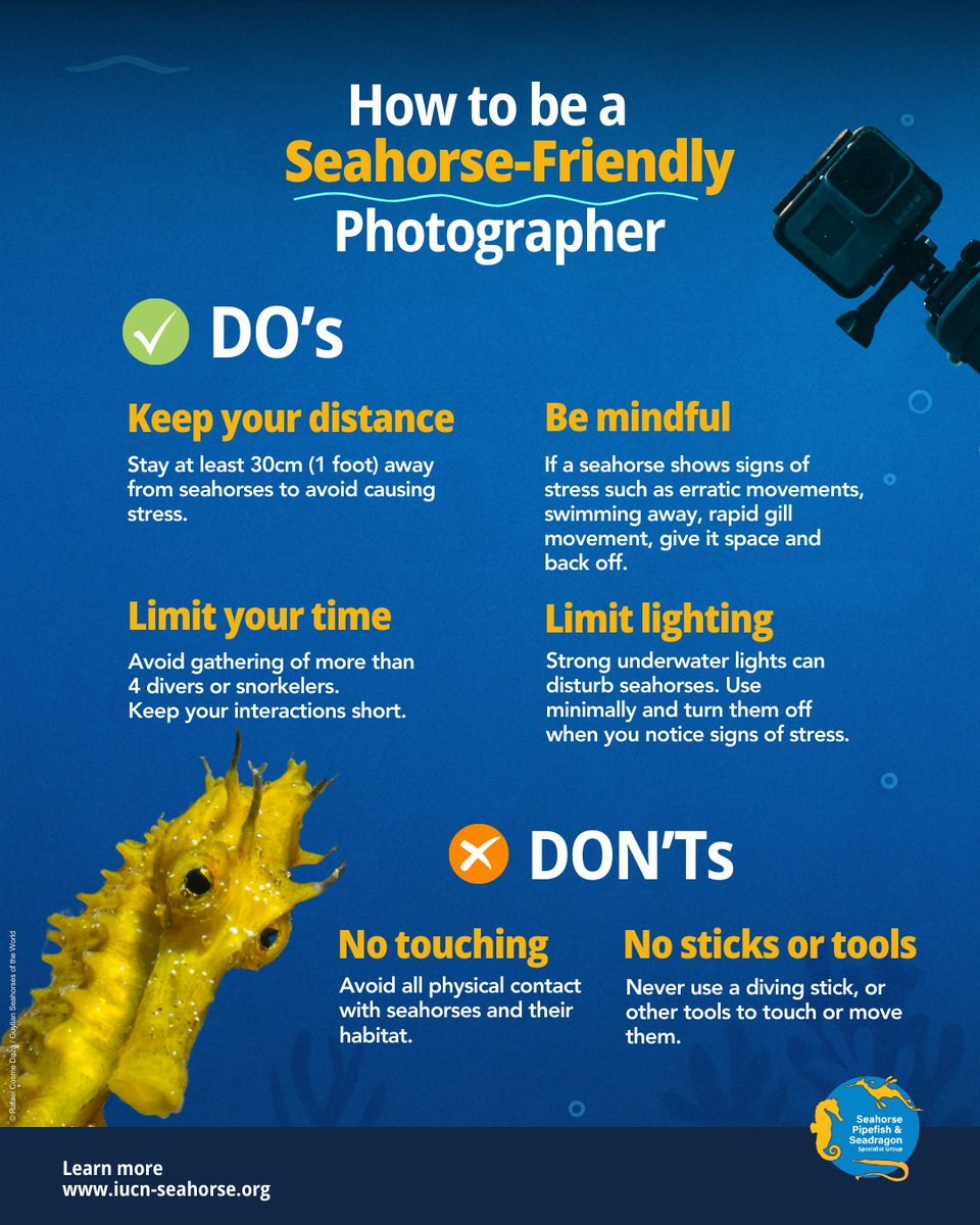 IUCNSeahorse's tweet photo. Spotting a seahorse in the wild is pure magic! Next time you meet one of these little wonders underwater, remember these simple tips to keep the 📸experience safe for them &amp; the ocean we love.💙#SeahorsePhotography #SavingIconicFishes #UnderwaterPhotography #OceanPhotography https://t.co/XmeLssr1AJ