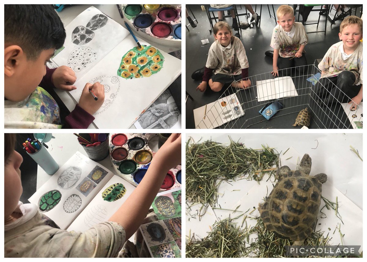 GomersalArt's tweet image. Year 4 have experienced drawing from a real life model today. Sheldon the tortoise was quite good at keeping reasonably still, while we compared drawing from observation and photographs #arted #ks2art #primaryart #observationaldrawing #sketchbook #artteacher