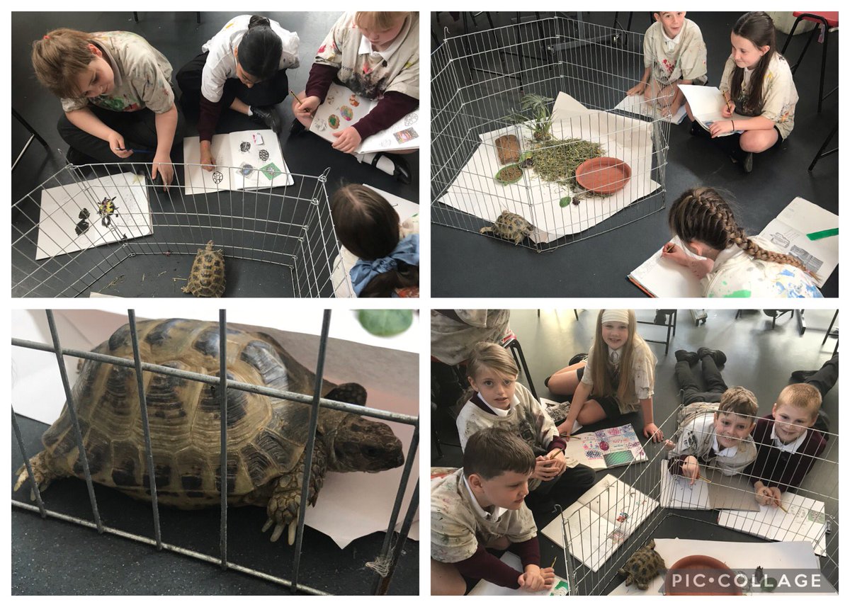 GomersalArt's tweet image. Year 4 have experienced drawing from a real life model today. Sheldon the tortoise was quite good at keeping reasonably still, while we compared drawing from observation and photographs #arted #ks2art #primaryart #observationaldrawing #sketchbook #artteacher