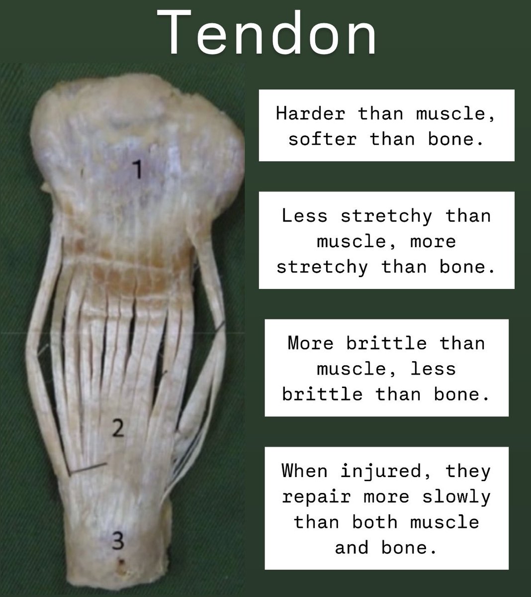 Tendon:

Kind of like muscle.

Kind of like bone.

Heals slower than both when injured.