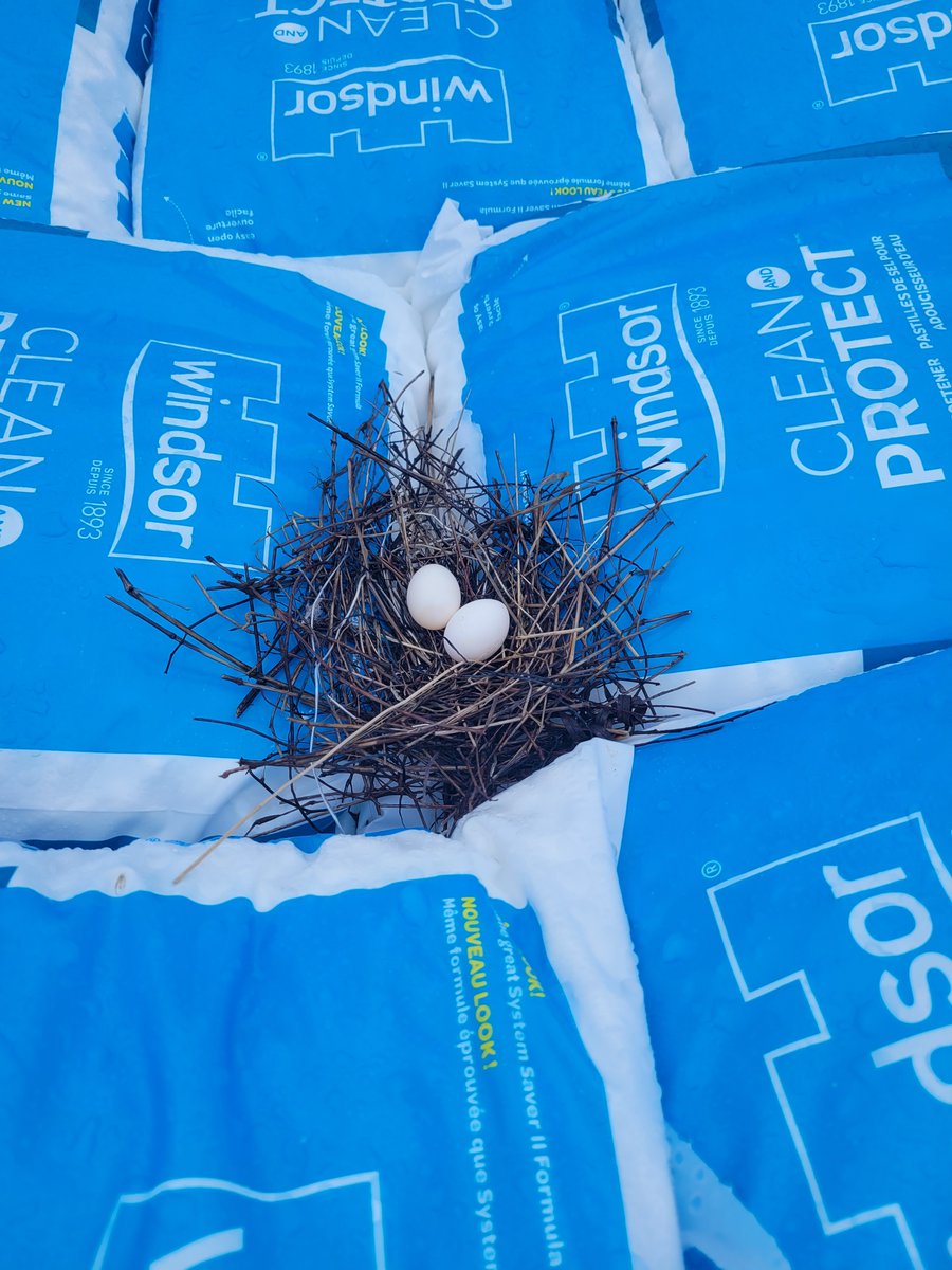 Hello May! ☀🐦🐣#ThrowbackThursday to May 2022.
#tbt #bird #nest #birdwatching #watersoftenersalt #kwlocal #kw #shoplocal #waterlooregion #yougottashopherewr #kitchenerwaterloo