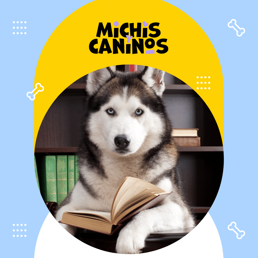 📚🐾 Leer junto a una mascota reduce el estrés, mejora la concentración y fortalece vínculos. 👉 michisycaninos.com