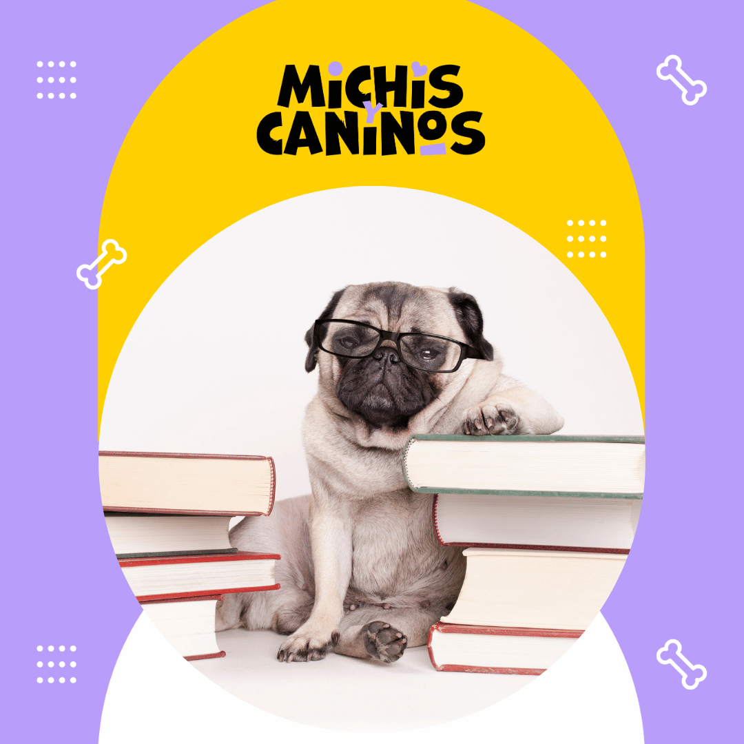🧠🐕 Un perro o un gato en casa ayuda a crear entornos más seguros y afectivos para aprender. 👉 michisycaninos.com