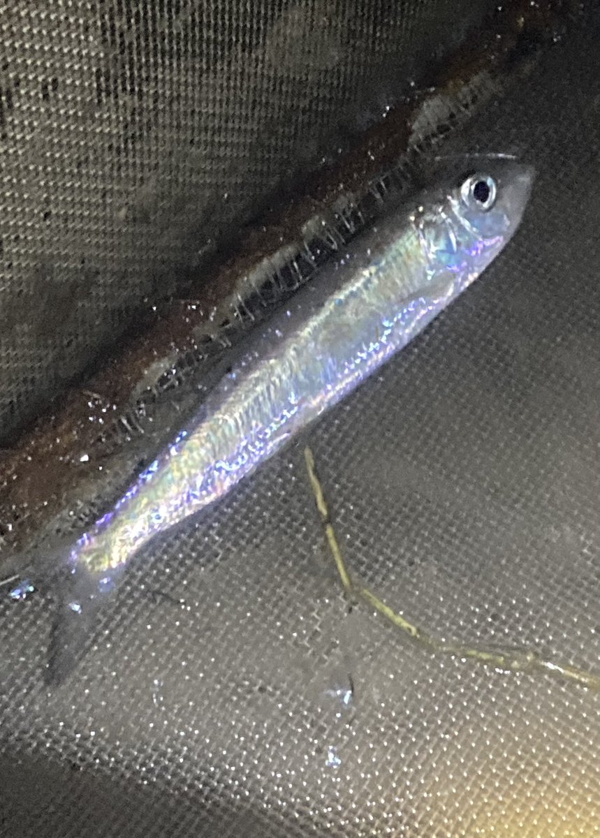 severnpiscator's tweet image. Apologies for the poor photo. I caught this in early March in the smallest of ditches in the upper estuary. Can anyone confirm an ID.