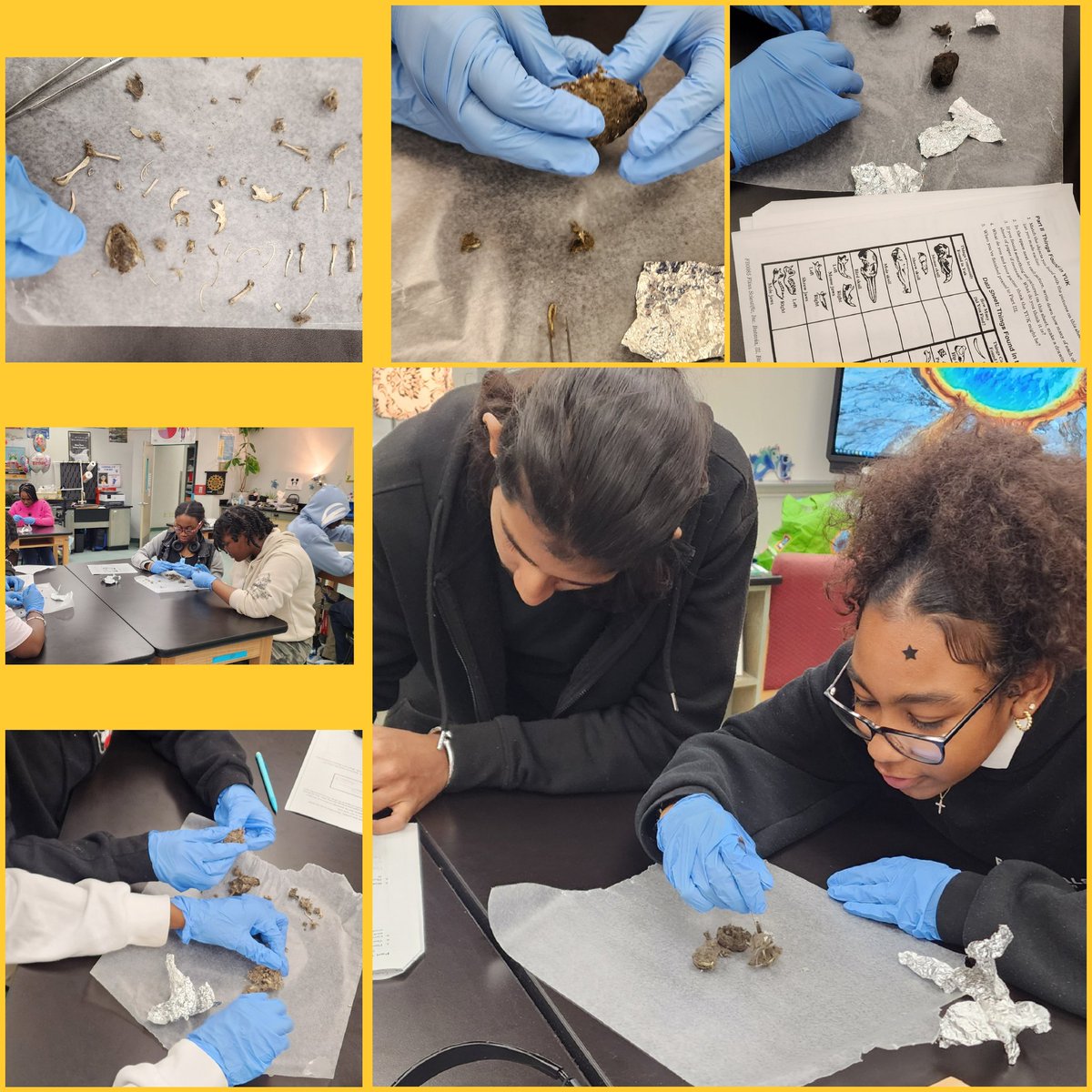 During today's Biology ELO students use the Mysterious Yuk (owl pellets) to explore feeding relationships, food chains, food webs; and infer relationships between predator, prey, and decomposer.