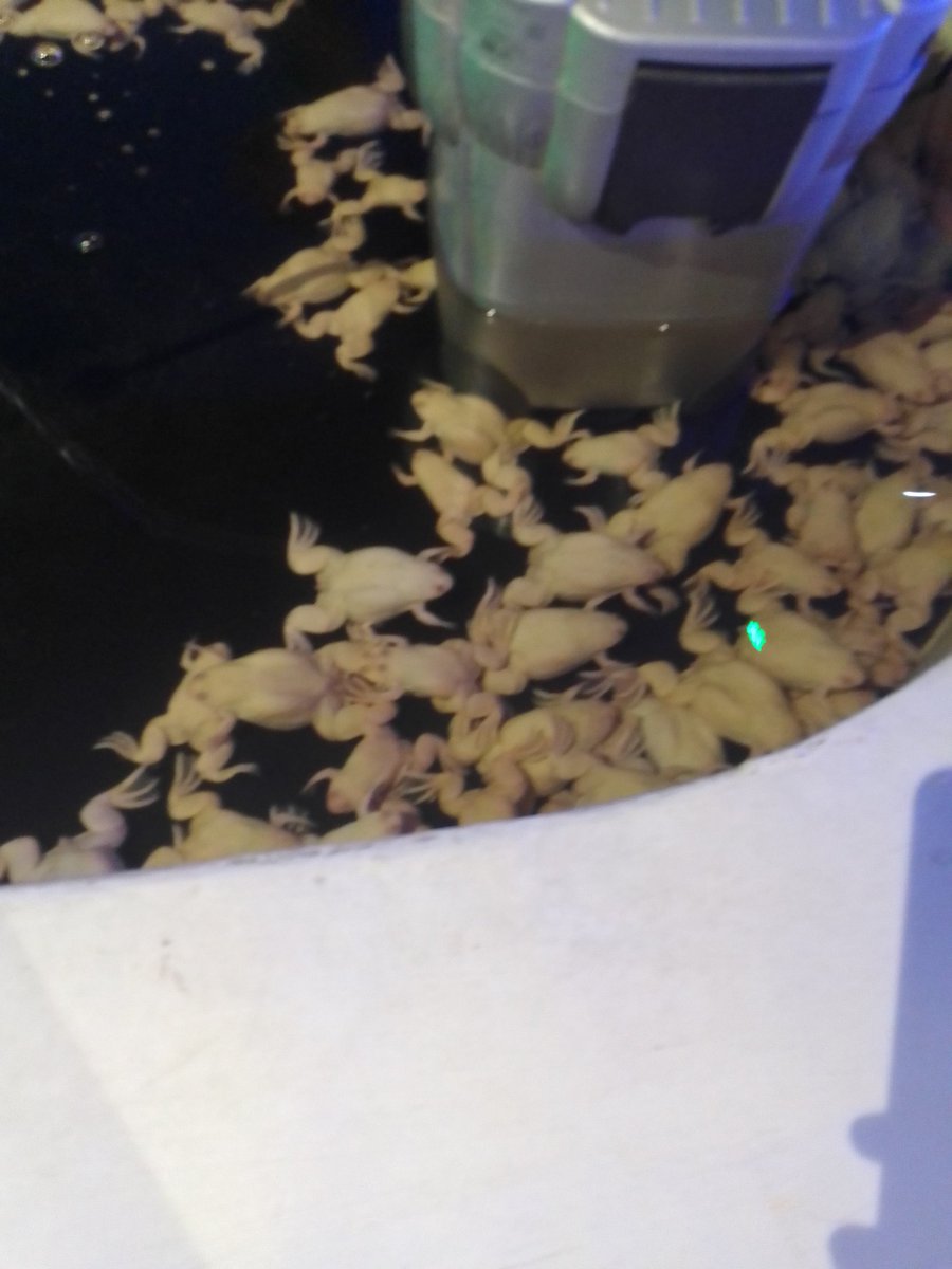 RandowoIsACuack's tweet image. Lots of panas