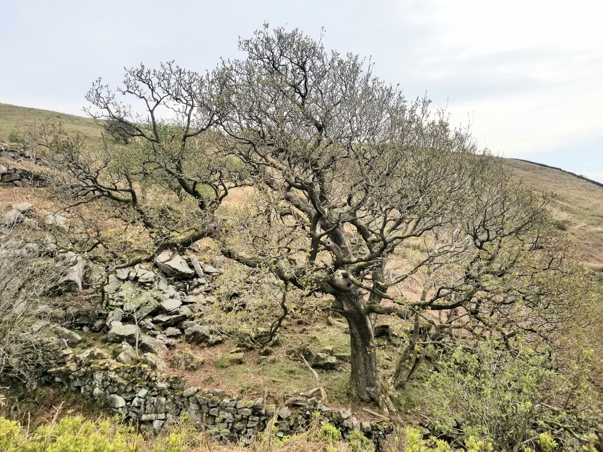 Gameguy69's tweet image. Sights around Clougha Pike, near Lancaster. Part 1 #CloughaPike #countryside #countrywalk #Lancashire #Lancaster