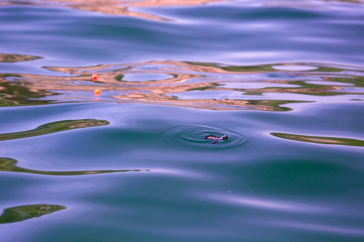 Equilibrio Azul tweet media