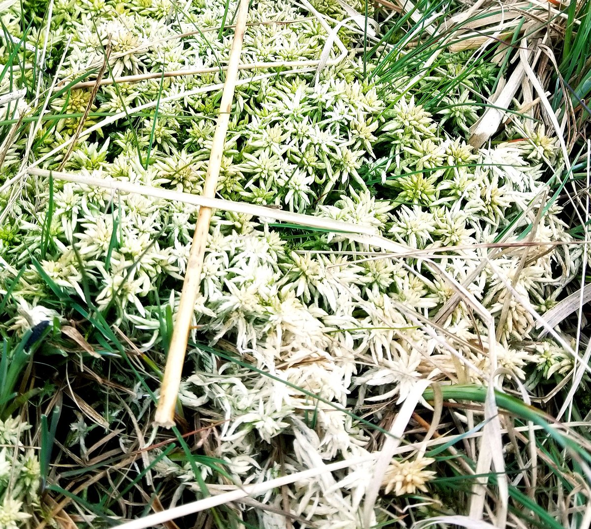 Gameguy69's tweet image. Sights around Clougha Pike, near Lancaster. Part 2 #CloughaPike #countryside #countrywalk #Lancashire #Lancaster