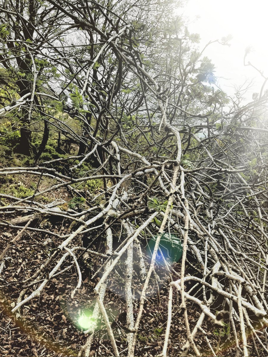 Gameguy69's tweet image. Sights around Clougha Pike, near Lancaster. Part 2 #CloughaPike #countryside #countrywalk #Lancashire #Lancaster