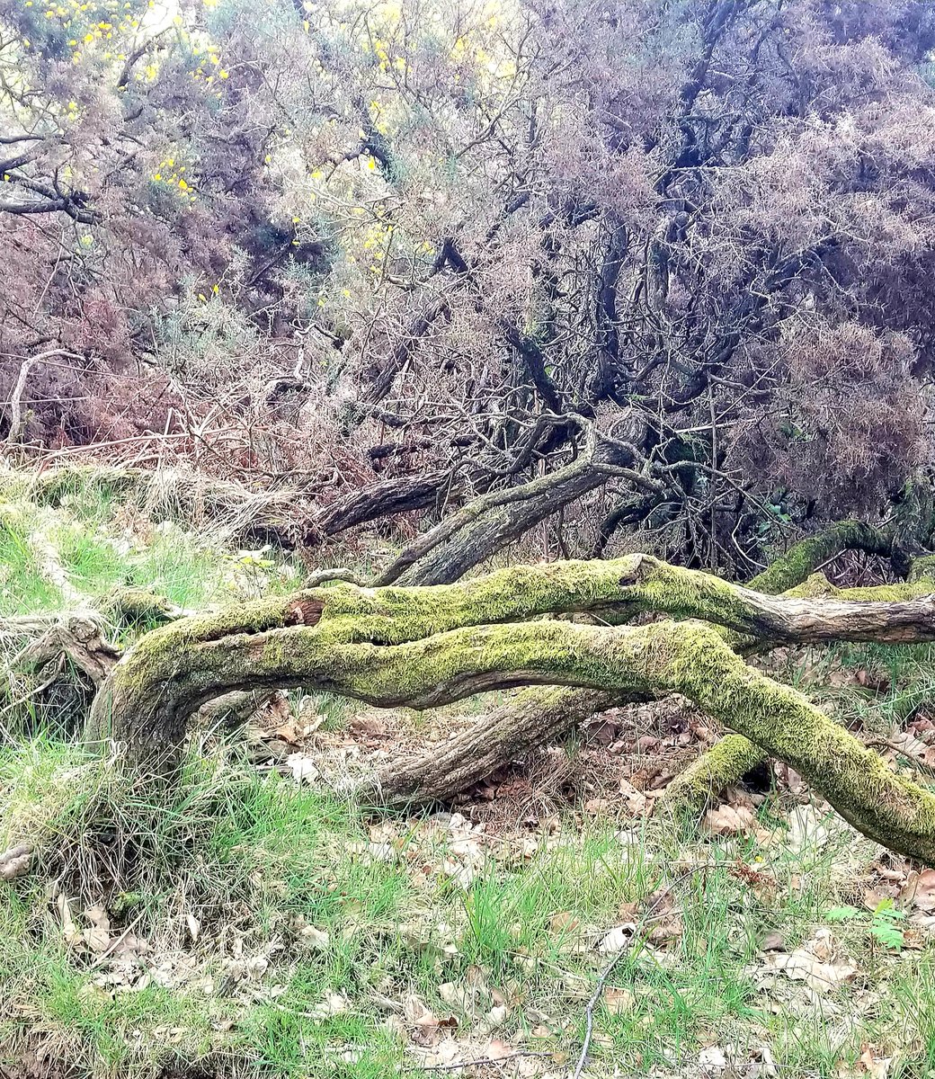 Gameguy69's tweet image. Sights around Clougha Pike, near Lancaster. Part 2 #CloughaPike #countryside #countrywalk #Lancashire #Lancaster