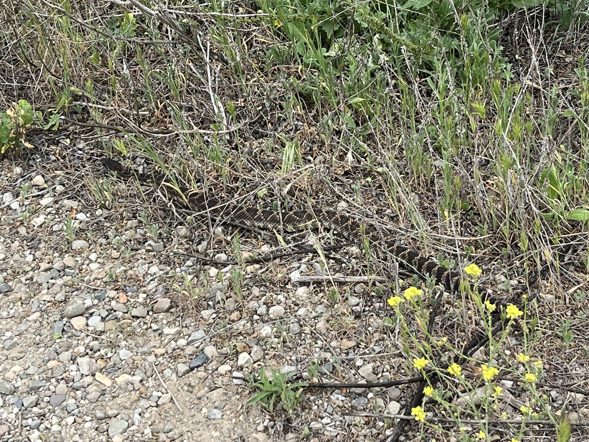 Lauren Gill tweet media