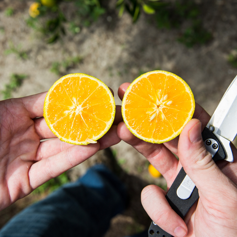UF's tweet photo. Scientists are offering hope in the fight against citrus greening by testing a tree capable of killing psyllids, the bugs that spread the disease.