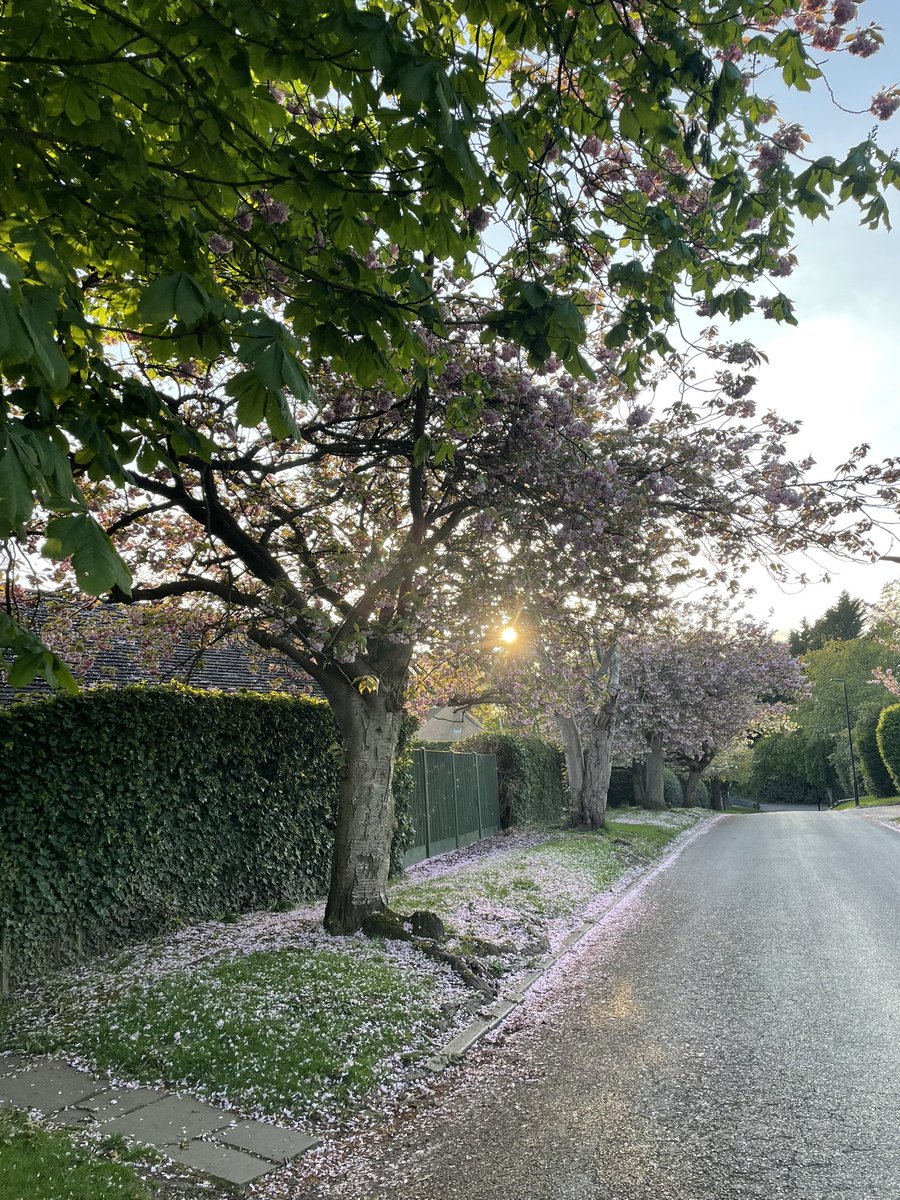 Repton School Life tweet media