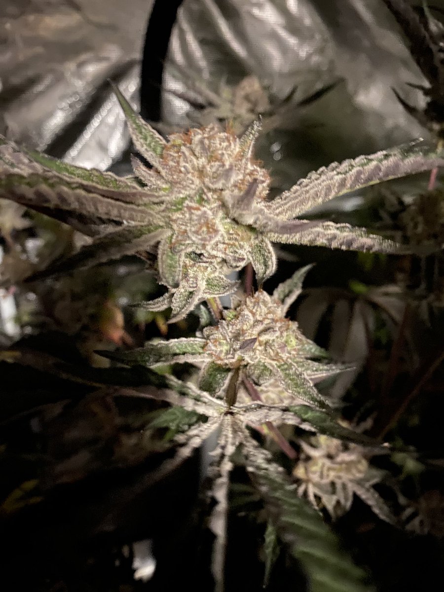 Beanz 2blazed (@beanz2blazed) on Twitter photo This lady is super frosty 🥶!!! <a href="/OfficialKINDLED/">KIND LED grow lights</a> <a href="/lotusnutrients/">Lotus Nutrients</a> <a href="/GrowStrongInd/">Grow Strong Industries</a> This lady is super frosty 🥶!!! <a href="/OfficialKINDLED/">KIND LED grow lights</a> <a href="/lotusnutrients/">Lotus Nutrients</a> <a href="/GrowStrongInd/">Grow Strong Industries</a>