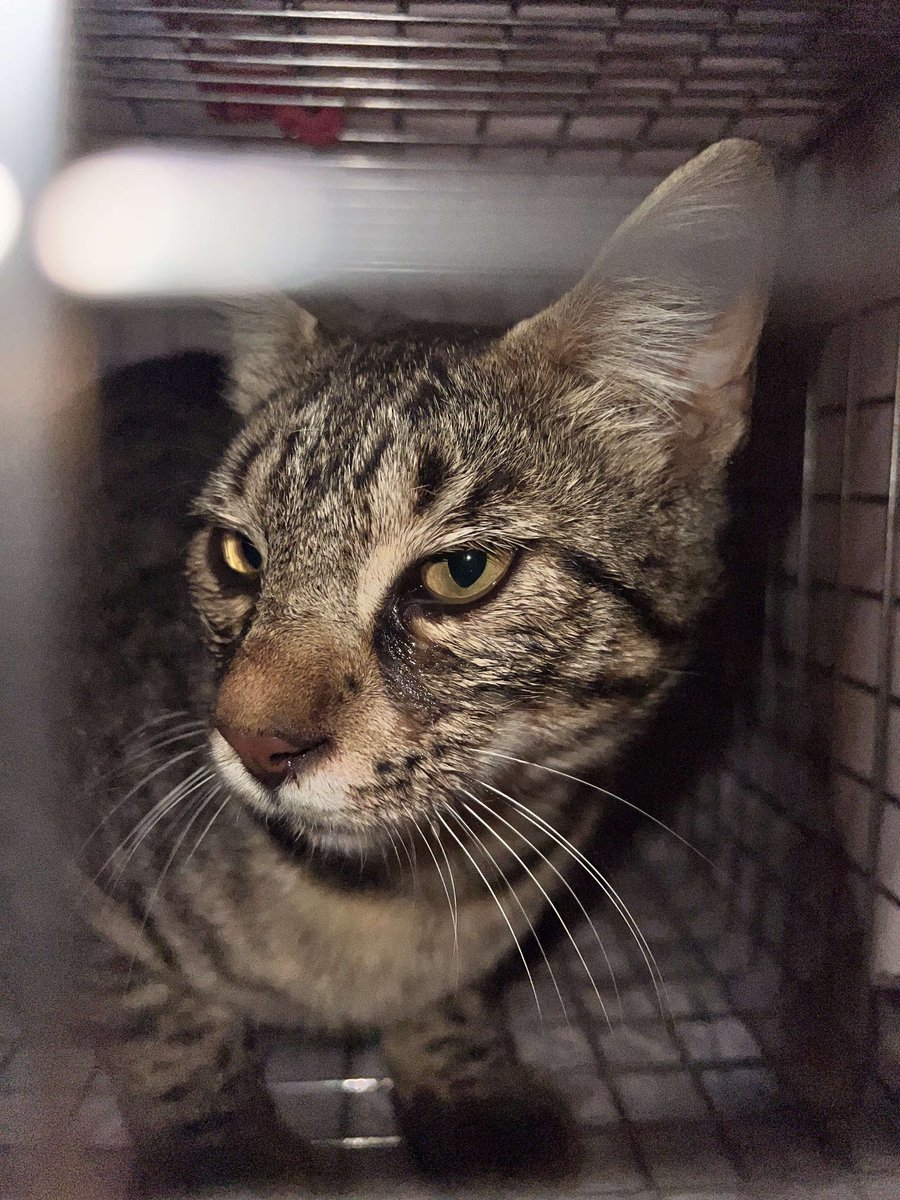 If anyone can donate, even if it's £5, to help the cats in this hotel  in Paphos, please give what you can! Our son has set up a fundraiser following our holiday there. Some of them are in quite a bad way, and the vets bills are going up.
shorturl.at/rFPZu
<a href="/rickygervais/">Ricky Gervais</a>