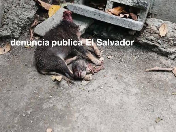 ApadrinaColitas's tweet photo. @nayibbukele 

Señor presidente nuevamente venimos con el corazón en la mano pidiendo que porfavor abra el @ibaelsalvador Nuevamente 

Por esa decisión de cerrarlo vidas inocentes an muerto 

Y que se a echo al respecto nada!! Todas las alcaldias alcaldes pnc an desobedicido a lo mando por usted que ellos se encargarán de ir y hacer valer la ley!! Y entonces? Ellos siguen teniendo los fondos y sin hacer el trabajo??

En zacatecoluca 
@MarcelaPinedaSV 

Los perritos están desapareciendo en bolsas negras envenedos no se sabe de ellos 

Entonces señor presidente asta cuando?? 

Sabemos que esta super ocupado y lamentamos mucho estar pidiendo su ayuda en algo talves para muchos insignificante 
Pero No para los que amamos a los animales.

Se le envio una carta 
La cual usted simplemente no a decidido contestar y creo que nos merecemos una respuesta 
Por que TODOS VOTAMOS POR USTEDE LA PRIMERA Y LA SEGUNDA VES! 

pedimos de su colaboración no podemos seguir permitiendo esto!! Por Dios señor presidente toques el corazon por los perritos Porfavor 🙏 
Dios lo bendiga siempre 🙏