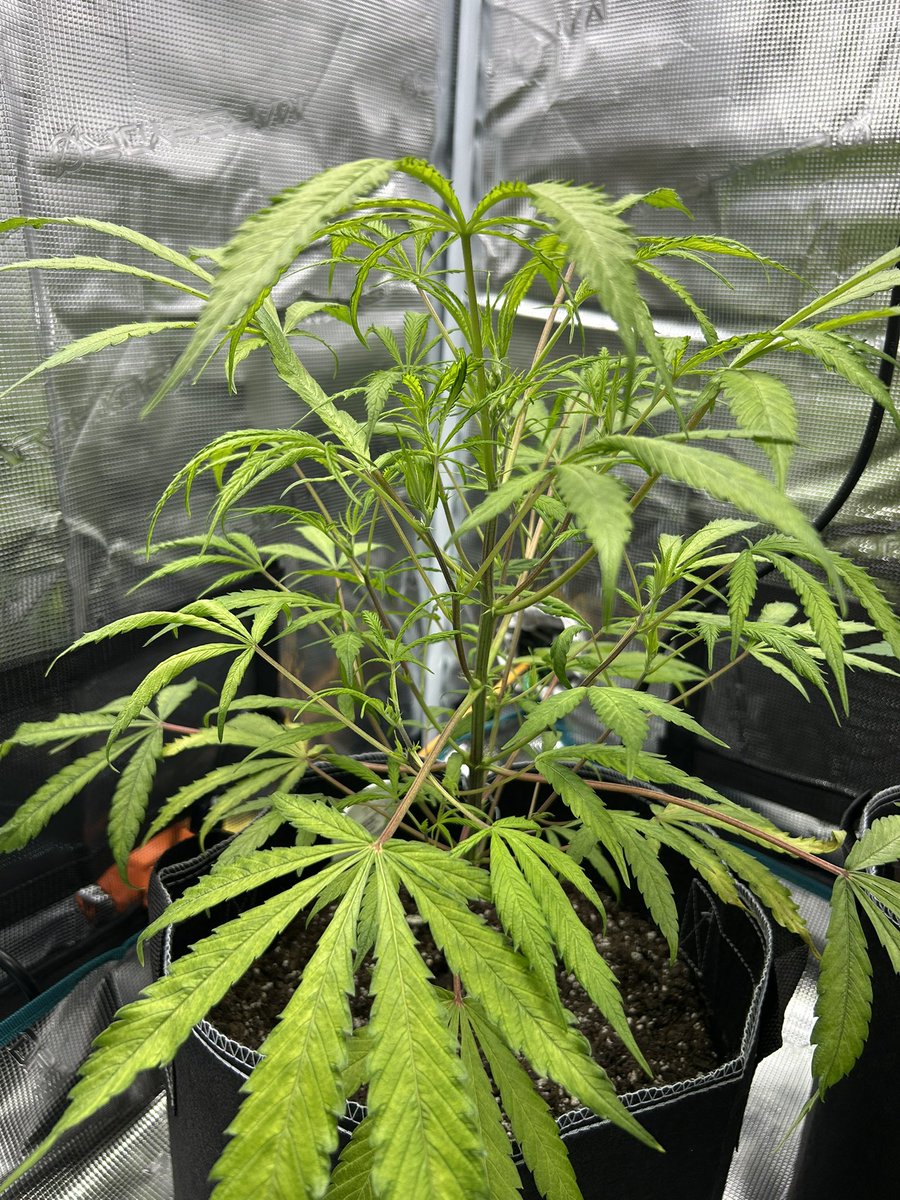 michiganjamomma's tweet photo. Another 4:20 grooming the gals ๐ @MarsHydroLight #marshydro #marshydrogrowtent #marshydroinlinefan #marshydrots1000 https://t.co/HflHq51CnI