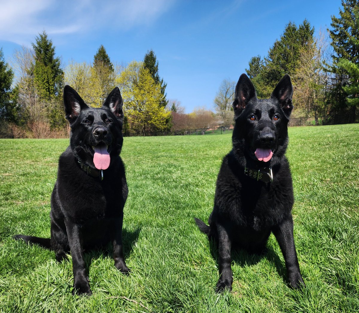 Understanding your simple blessings is a blessing in itself. #dogs #sunshine #PositiveVibes