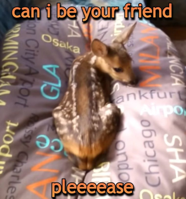 deertexting's tweet photo. https://t.co/hLRSmYtFxj