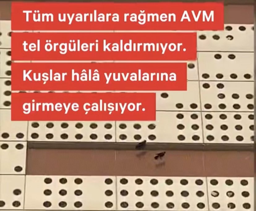 Ayşe Özer (@ayse0zer) on Twitter photo Ankara Neta Vega AVM’ de
tel örgü çekildiği için kuşlar yavrularının olduğu yuvalara ulaşamıyormuş.
<a href="/nimetozdemir34/">Nimet Özdemir</a> <a href="/M_Sarigul/">Mustafa Sarıgül</a> <a href="/alimahir/">Ali Mahir Başarır</a> Ankara Neta Vega AVM’ de
tel örgü çekildiği için kuşlar yavrularının olduğu yuvalara ulaşamıyormuş.
<a href="/nimetozdemir34/">Nimet Özdemir</a> <a href="/M_Sarigul/">Mustafa Sarıgül</a> <a href="/alimahir/">Ali Mahir Başarır</a>