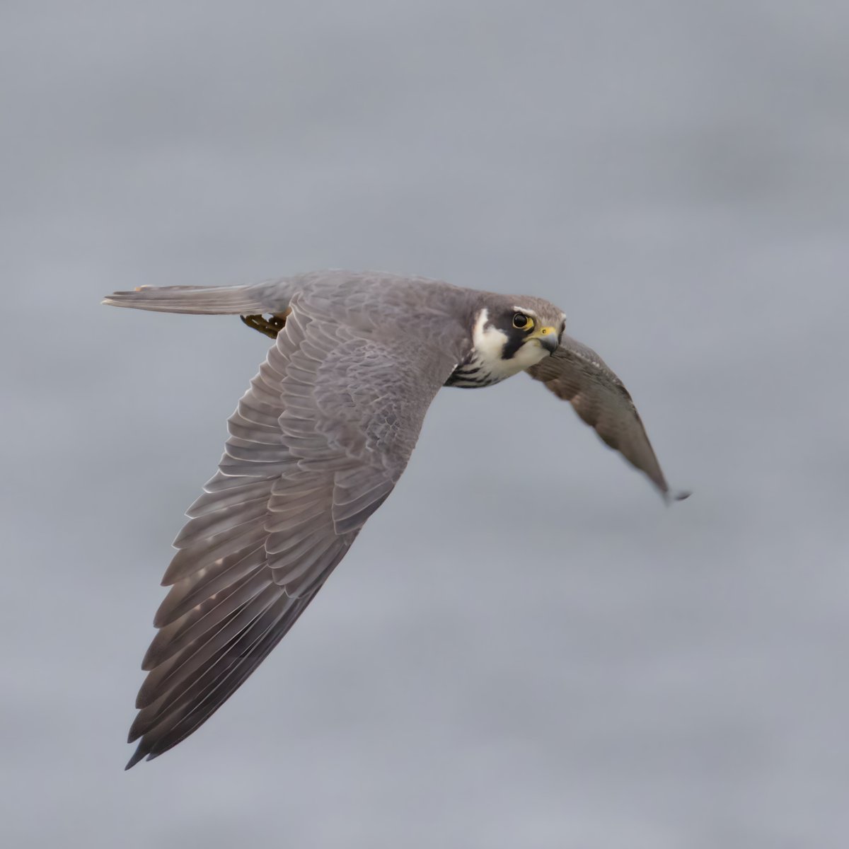 Wayne + Lauren (@nslbirding) on Twitter photo Hobby at Chew today, cold and grey, but he didn't seem to mind catching St. marks flies
<a href="/bristolbirding/">BristolBirding</a> Hobby at Chew today, cold and grey, but he didn't seem to mind catching St. marks flies
<a href="/bristolbirding/">BristolBirding</a>