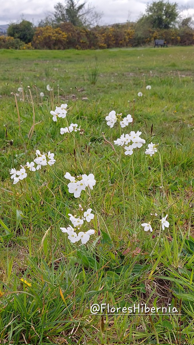 My Flora of Ireland tweet media