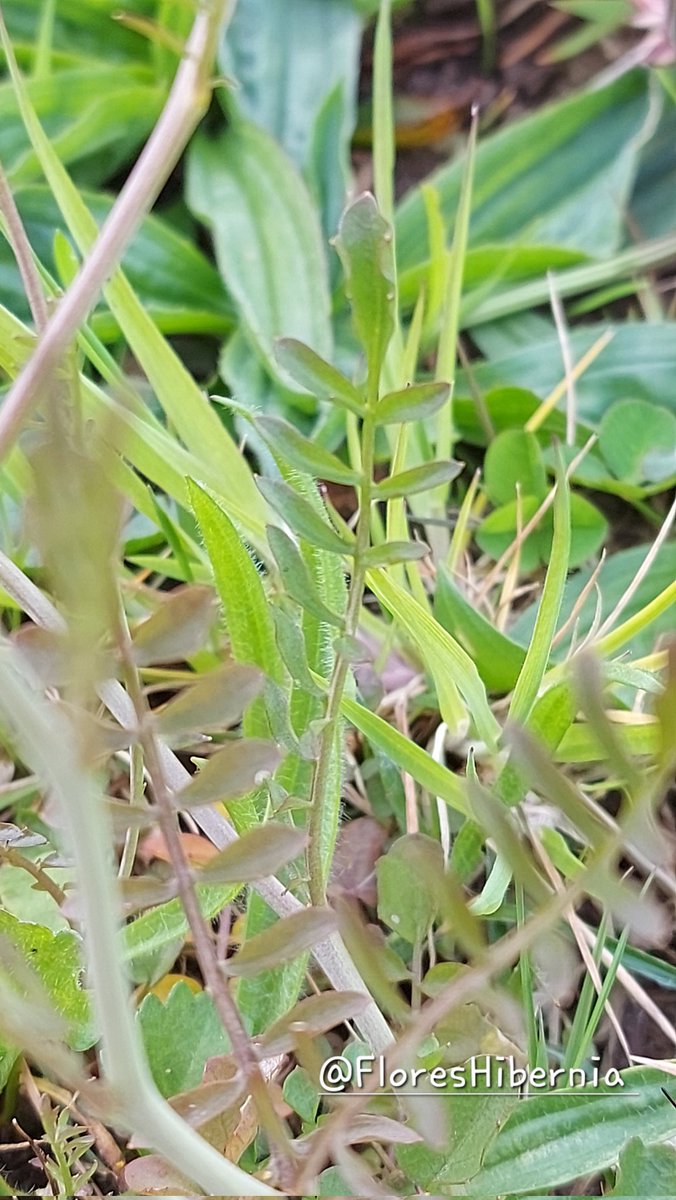 My Flora of Ireland tweet media