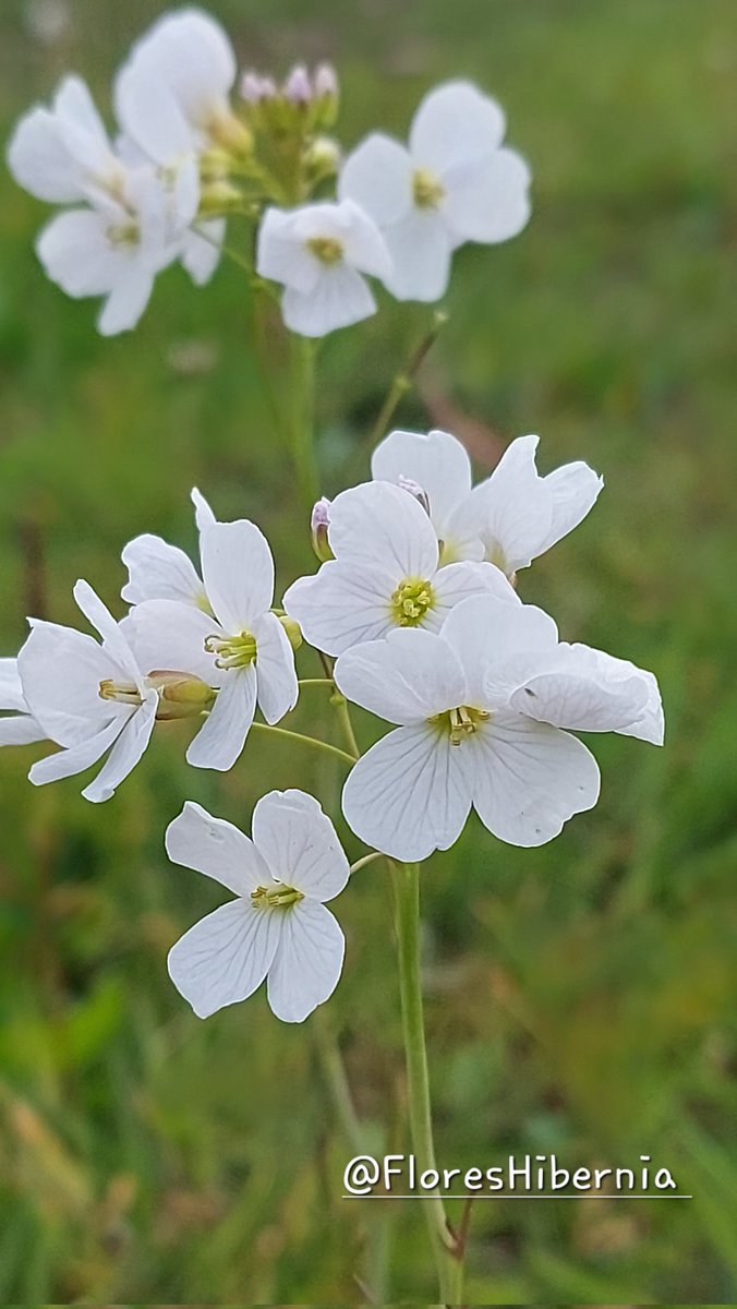 My Flora of Ireland tweet media