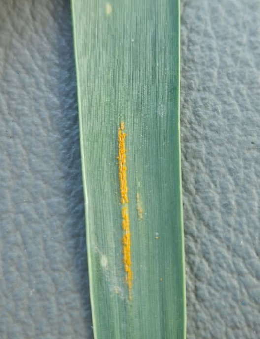 Terry Spurlock tweet media