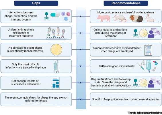 TrendsMolecMed's tweet photo. ONLINE NOW:  The future of phage therapy in the USA https://t.co/sw22EJgAy6 https://t.co/tATUalKeIH