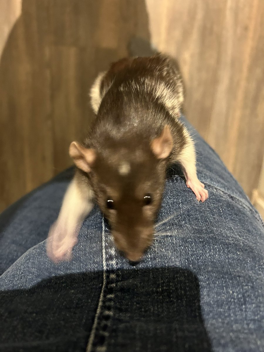 IsaRatties's tweet image. Pants climber!!!