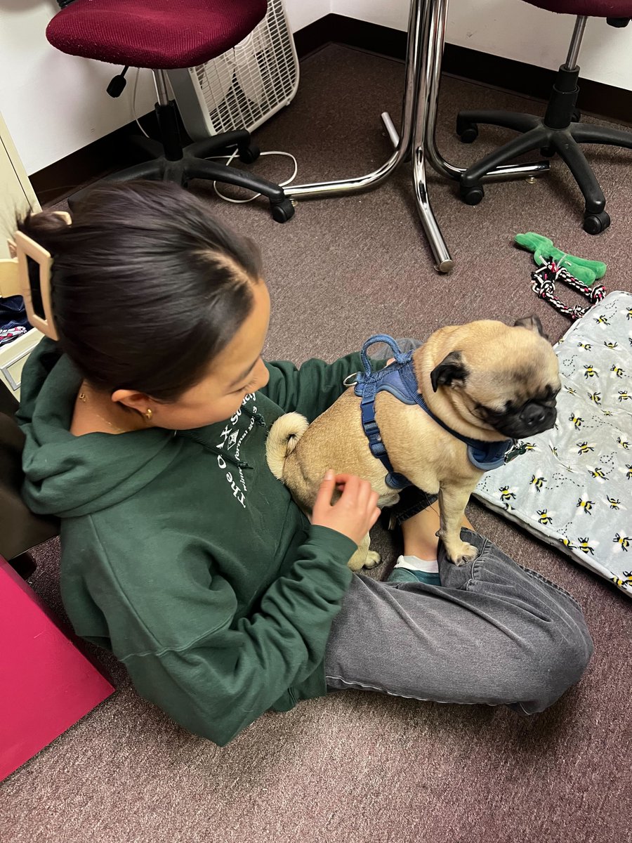 dailypennalumni's tweet photo. Production night at the DP wouldn't be complete without snuggles with Hoagie🐾💗

#dailypenn #dpalumni #studentjournalism #penn #philadelphia #dailypennsylvanian #uofpenn https://t.co/VqqtodoZA0