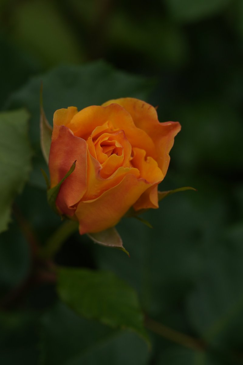 jerritama🐈🐟🐈 (@jerritama) on Twitter photo 