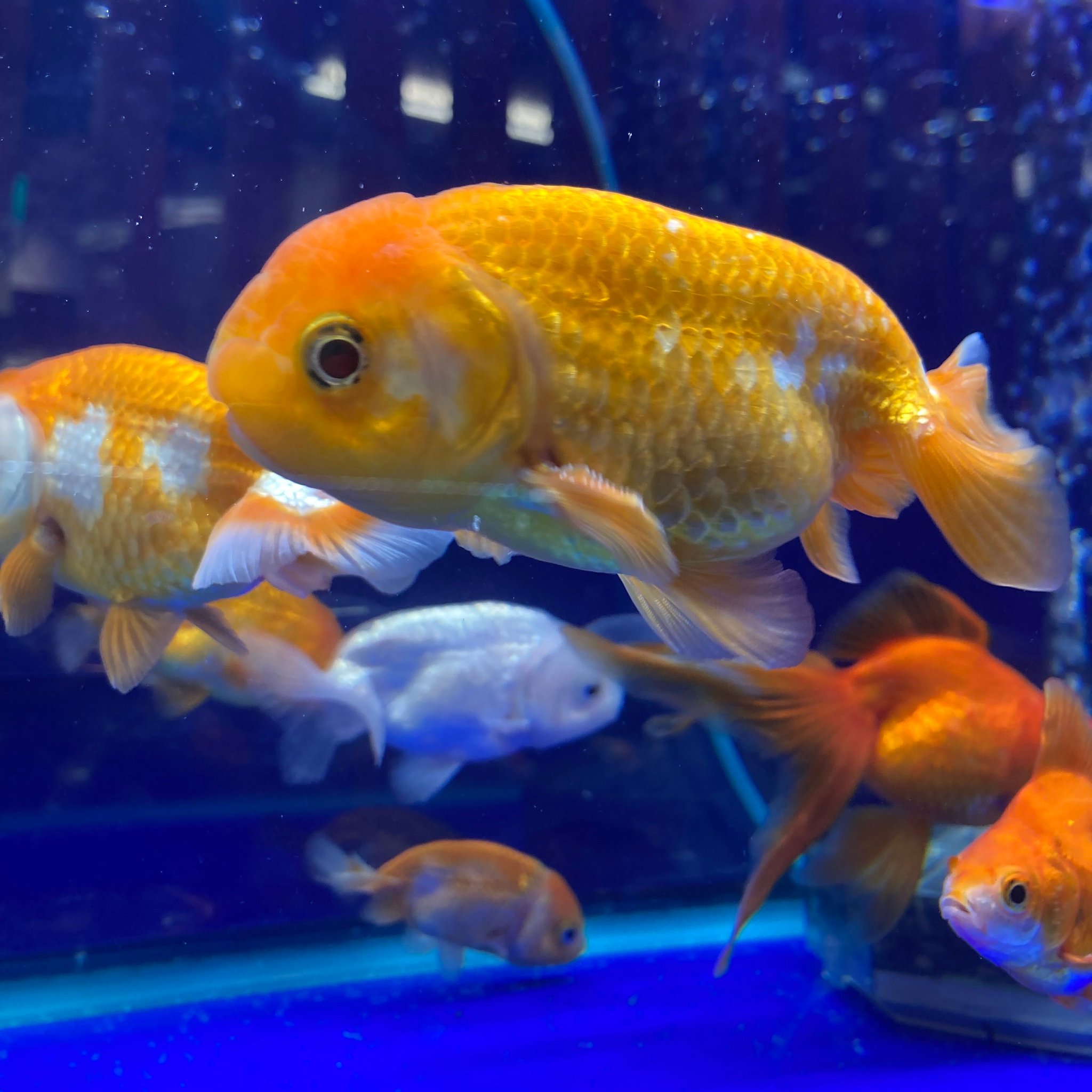 🐟弥富市歴史民俗資料館🐤 on X: 
