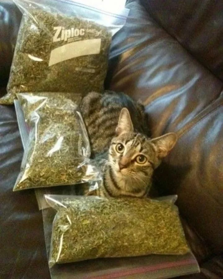 Punch Cat tweet media