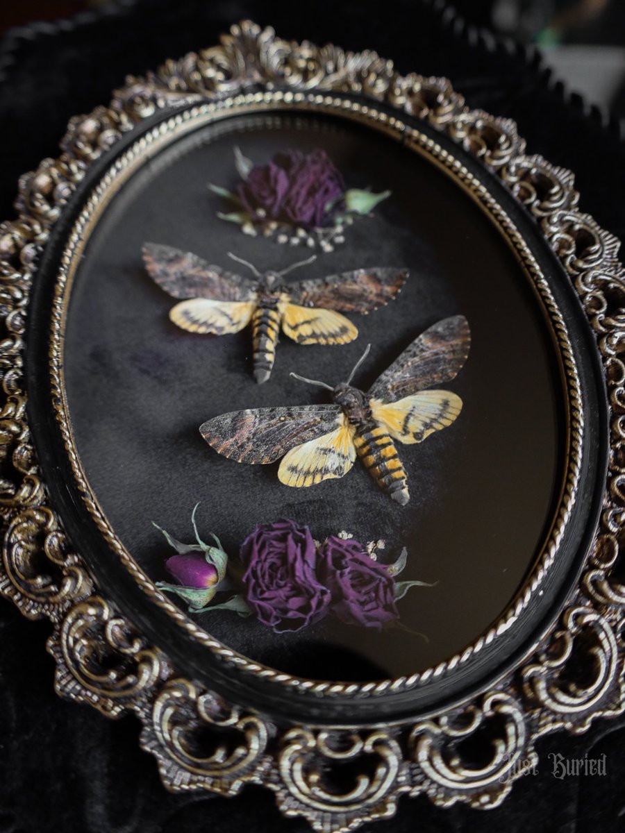 JUSTBURIED_CO's tweet photo. Lesser Death’s Heads and roses 🥀 
Laid to rest in a stunning wooden handcrafted &amp; upholstered frame accented with rope trim, bottom tassel, and ornate top frame. This piece will be available for purchase in our next drop, stay tuned for more details! https://t.co/bQ4M3TyjN8
