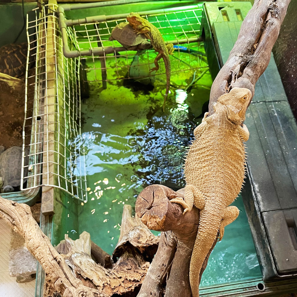 reptilescafe's tweet photo. 雲多めの横浜
お店は通常営業（11時〜17時、L.O.16時）です
 
なお、GW期間は
28日(月)休業
29日(火)営業
30日(水)休業
5月1日(木)〜6日(火)営業
7日(水)〜9日(金)休業
となります

写真は
#フトアゴヒゲトガゲ さんと #クサガメ さんです
 
 #フトアゴ #BeardedDragon 
 #ReevesPondTurtle https://t.co/0EvmT17gJ3