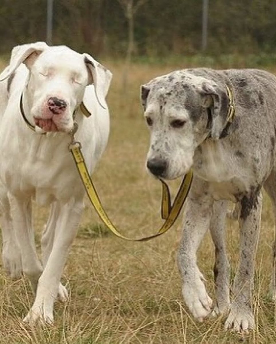 Lily, a white Great Dane, lost her sight at 18 months due to entropion, a condition where her eyelashes grew inward, damaging her eyes beyond repair.

Her loyal companion, Maddison, another Great Dane, stepped in as her guide, helping Lily navigate the world despite her