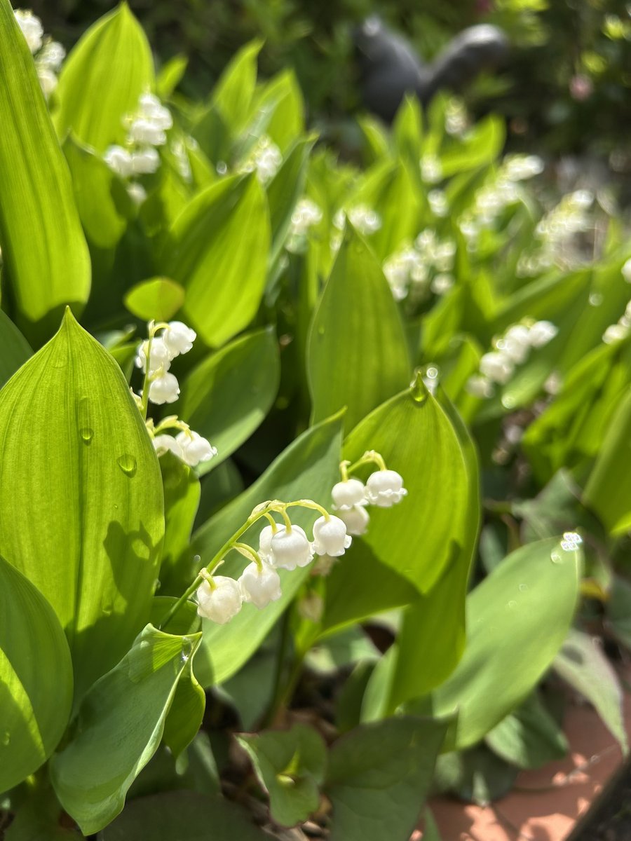 雨上がりの朝☀️
ダメになっちゃったかな⁉︎と諦めていた我が家のお庭のスズラン✨復活してかわいいお花を咲かせてくれました🥰