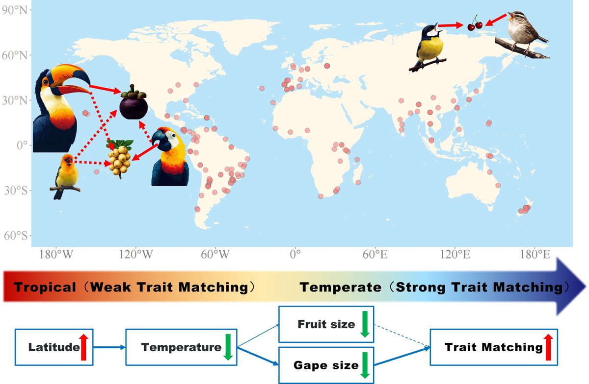 Global Avian Frugivore‐Fruit Trait Matching Decreases Toward the Tropics 

📄 buff.ly/1acatRD