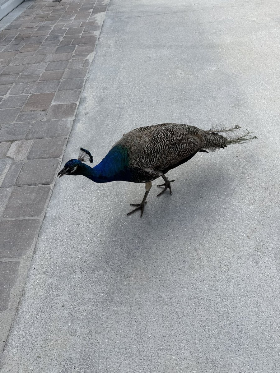 Peacock invasion at my house.