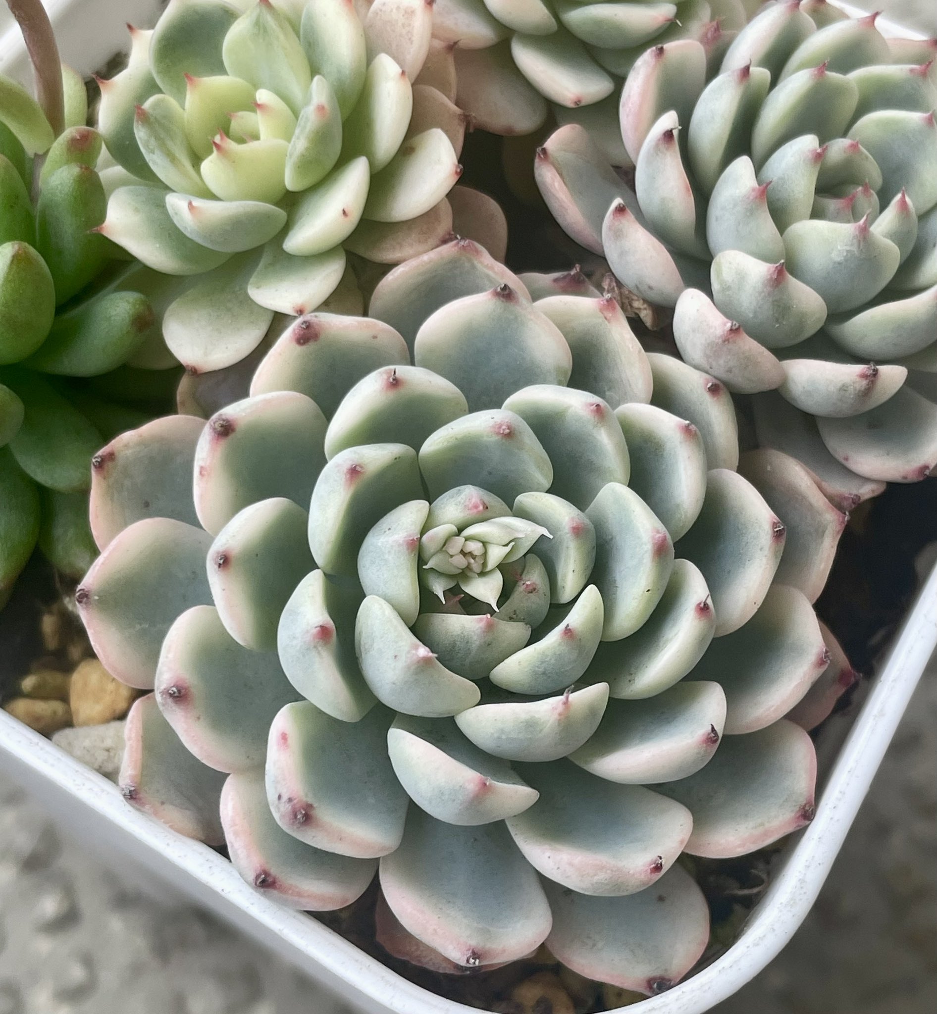 ミニマ錦 - Search / X