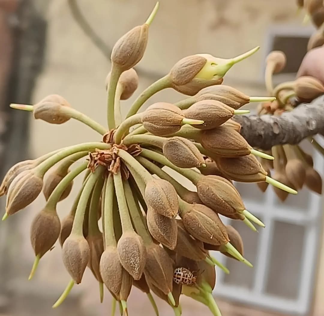 tikulli's tweet image. Mahua in boom and used in a salsa. #edibleflowers #TreesofDelhi #DelhiTrees