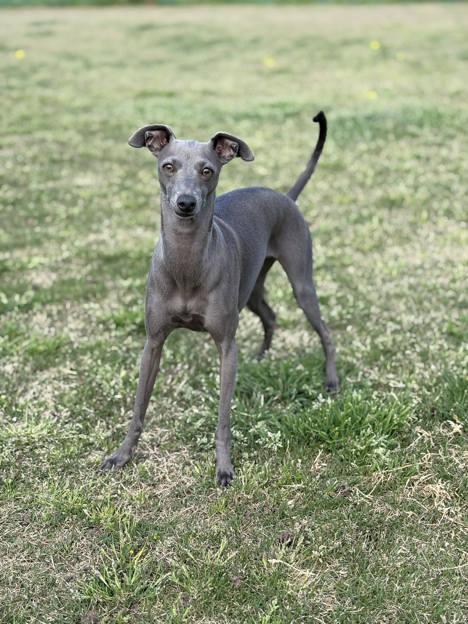 ピピページ❣️イタリアングレーハウンド イタリアングレーハウンド」のYahoo!リアルタイム検索 - X（旧