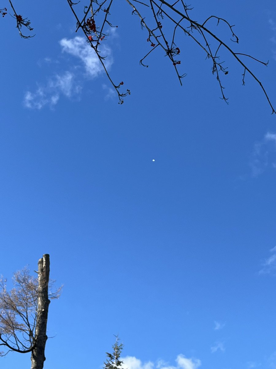 Paula Varak tweet media