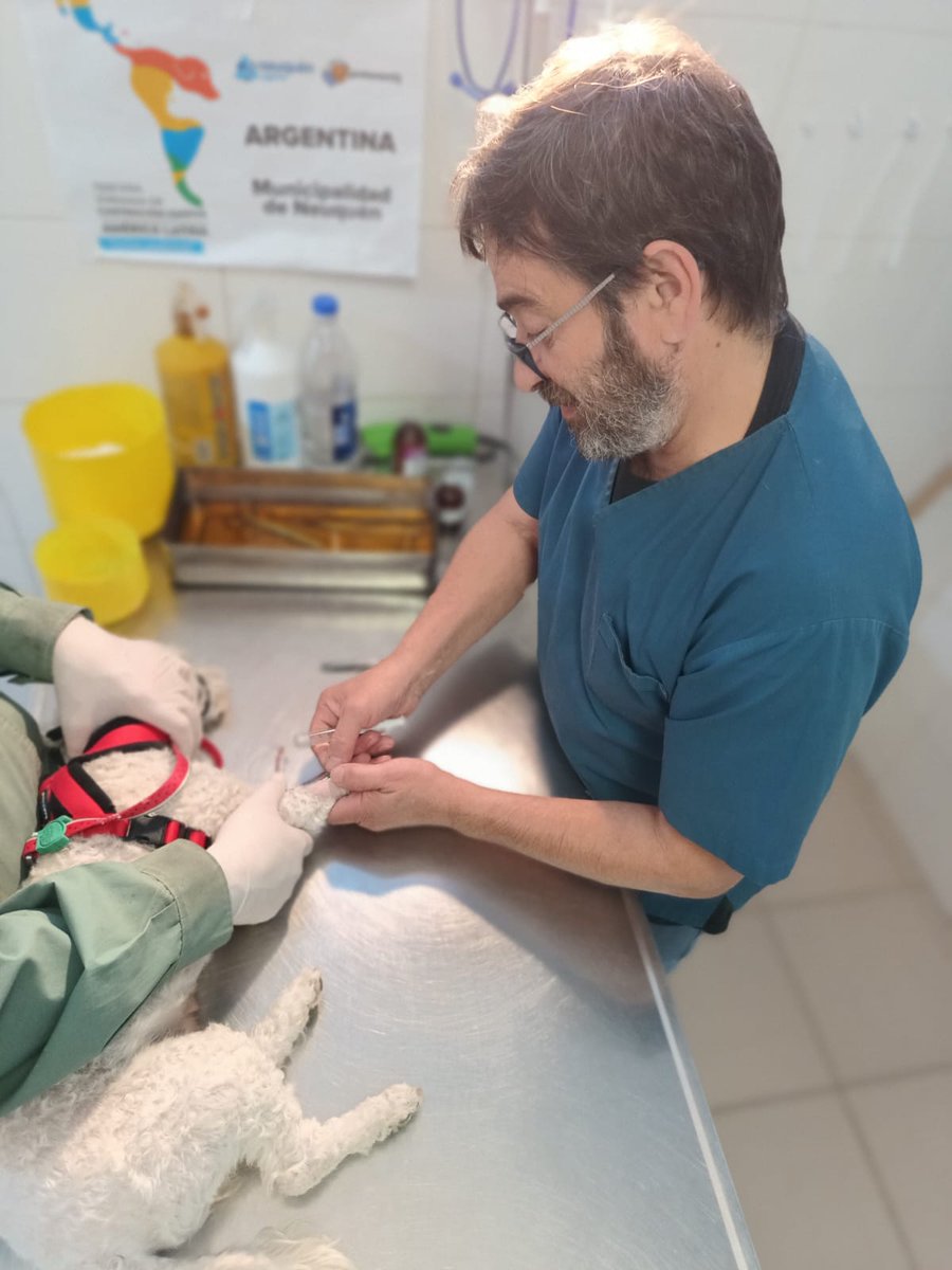 andreaferraciol's tweet photo. Servicio de Castración de perros/as de 3 a 5 kg 🐾🐕
#AbrilMesDeLosAnimalesNoHumanos
👉 #ControlPoblacional de canes de tamaño pequeño
#DejandoHuelllas #BienestarAnimal
#CiudadSaludable
#SomosNeuquenCapital
@GiovanettL @MarianoGaidoOk @munineuquen @DDHH_RI_CI https://t.co/9wLwy4NHaQ
