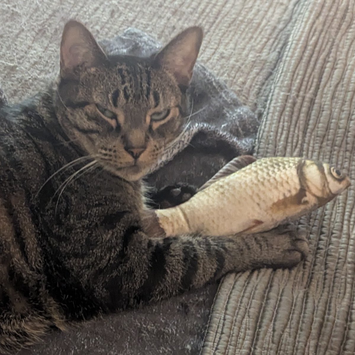 TheAmazingAri's tweet photo. When an Elder Scrolls game drops out of nowhere and you play as your cat.
#ElderScrolls #OblivionRemastered @bethesda https://t.co/c9CfgXjG8L