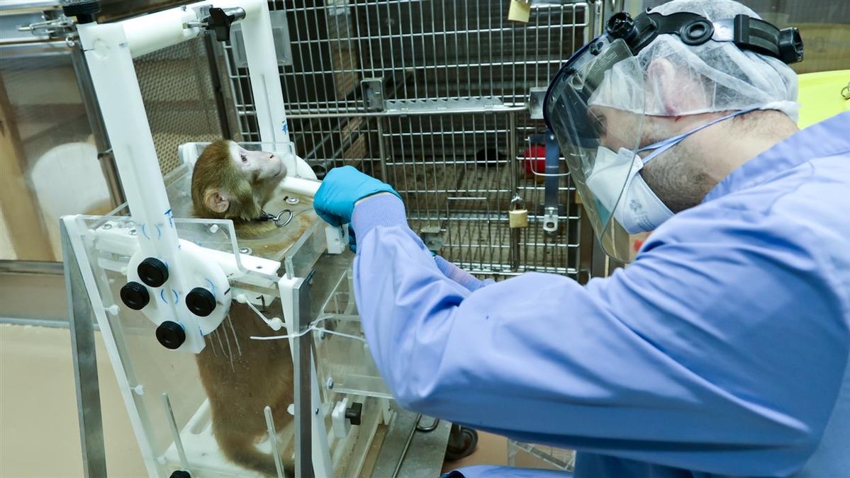 CerfiaFR's tweet image. 🐀🐒 Aujourd’hui, c’est la Journée internationale pour les animaux dans les laboratoires. Elle rend hommage à tous ceux qui ont souffert et ont été tués dans les labos.