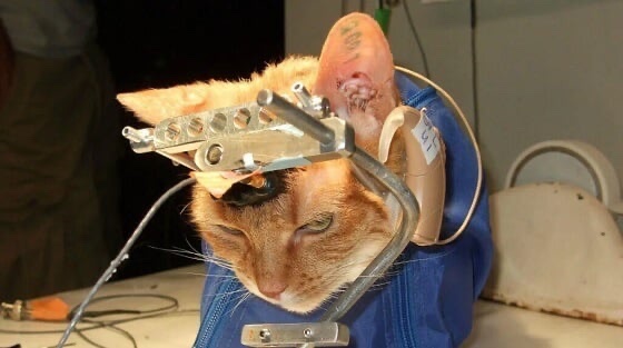 CerfiaFR's tweet image. 🐀🐒 Aujourd’hui, c’est la Journée internationale pour les animaux dans les laboratoires. Elle rend hommage à tous ceux qui ont souffert et ont été tués dans les labos.